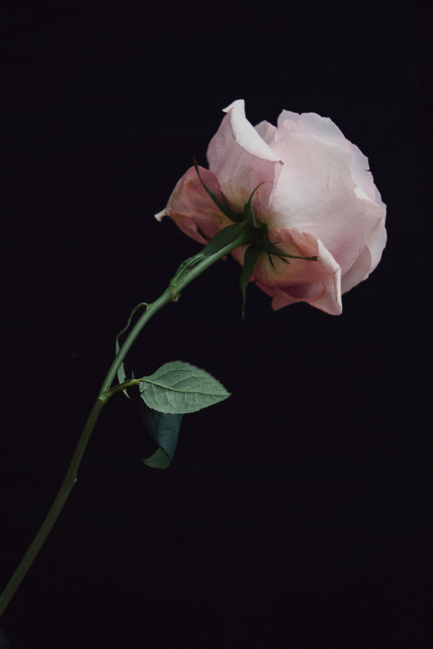 Flowers by Jamie Beck
