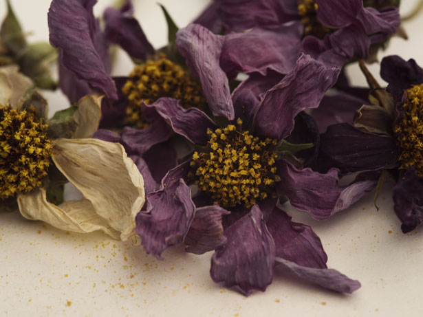 Still life of dying flowers photographed by Jamie Beck at Ann Street Studio