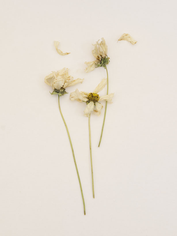 Still life of dying flowers photographed by Jamie Beck at Ann Street Studio