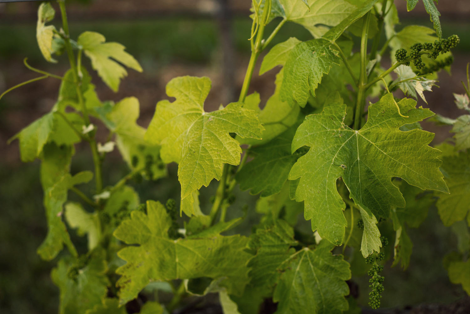 Snapshots from Provence in the South of France