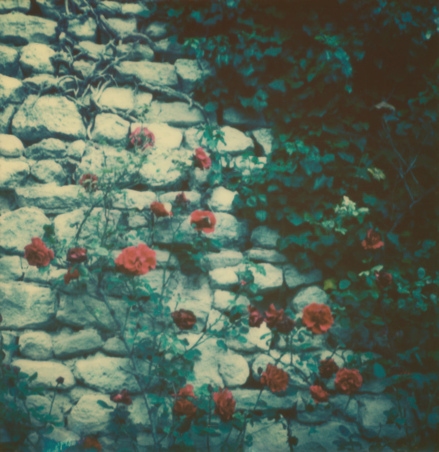 Provence Polaroid film.